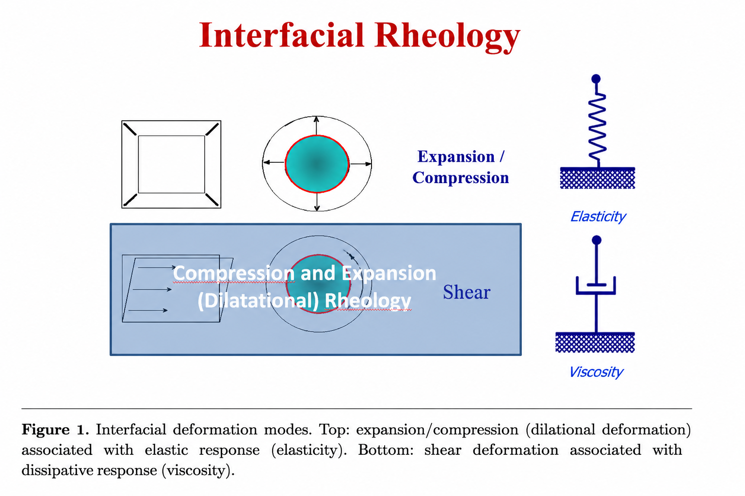 Interfacial rheology showing dilational expansion and compression, shear deformation, elasticity and viscosity.